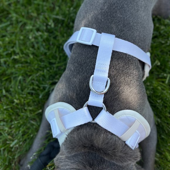 PETsRUS Premium No Pull Dog Harness 2 Leash Clips Ivory Snake Leather Neoprene - Picture 10 of 10